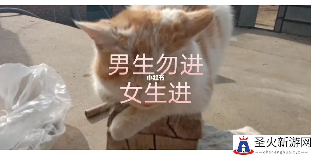 男生女生一起努力生猴子：网友分享酸甜生活的乐趣